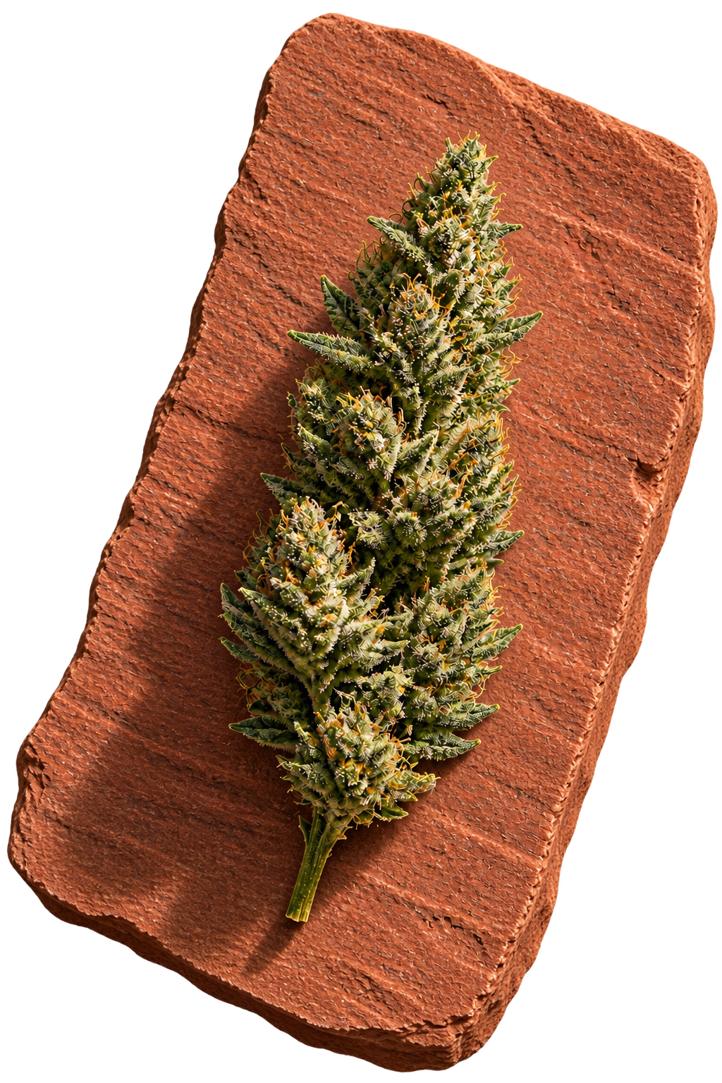 Durban Poison flower on refined Sedona sandstone